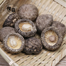 100% Pure natural organic dried mushroom shiitake export factory